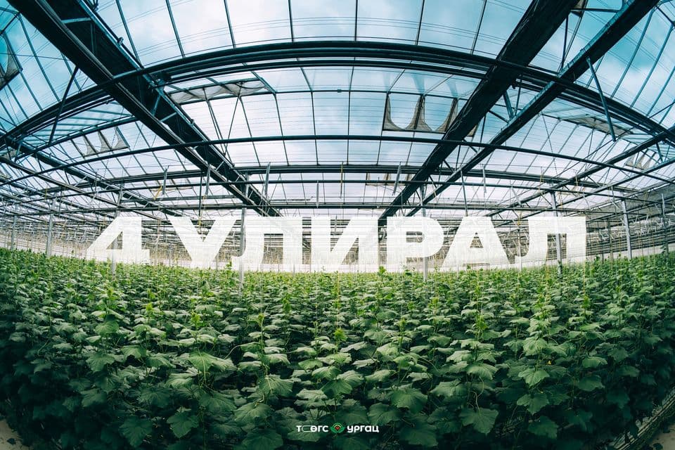 Төгс Ургац